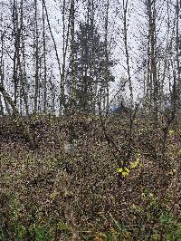 Участок 30.0  соток, Трошково д.