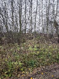 Участок 30.0  соток, Трошково д.