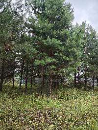 Участок 6.5  соток, Минино д.