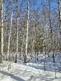 Участок 20.1  соток, ДНТ Обухово тер.