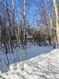 Участок 20.1  соток, ДНТ Обухово тер.