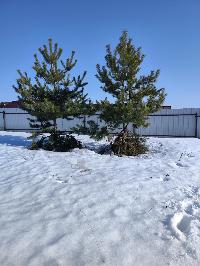 Участок 10.0  соток, ДНП Гжель-2 тер.