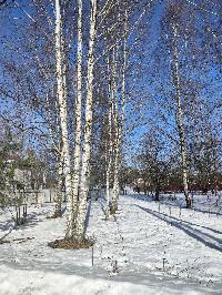 Участок 23.6  соток, ДНТ Обухово тер.