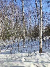 Участок 20.1  соток, ДНТ Обухово тер.