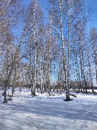 Участок 23.6  соток, ДНТ Обухово тер.