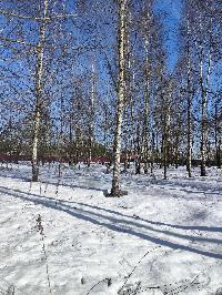 Участок 23.6  соток, ДНТ Обухово тер.