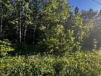 Участок 8.0  соток, Могутово д.