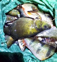 Дом 160.0  м2, Софьино с.