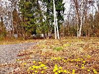 Участок 39.0  соток, Зеленоградский д.п.