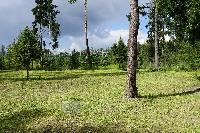 Участок 6.0  соток, Восход снт