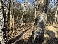 Участок 6.5  соток, Никольско-Архангельский мкр