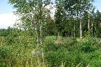 Участок 7.0  соток, Восход снт