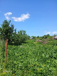 Участок 15.0  соток, Протасово д.