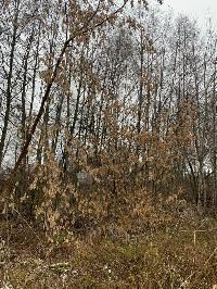 Участок 30.0  соток, Палицы д.